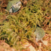 Сфагновий мох Repti-Zoo Sphagnum Moss 100 г (4,5 л) з Чилі для тераріумів і рослин