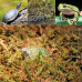 Сфагновий мох Repti-Zoo Sphagnum Moss 100 г (4,5 л) з Чилі для тераріумів і рослин