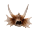 Декорація череп дракона Hobby Dragon Skull L 28,5×21,5×19,5см для акваріума і тераріума (32076)