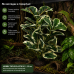 Штучна рослина Hobby Ficus Elastica 2 55 см (37706) для тераріуму, акватераріуму та палюдаріуму