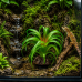 Штучна рослина Hobby Terra Succulent 3 14 см (37732) для тераріуму, акватераріуму та палюдаріуму
