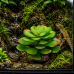 Штучна рослина Hobby Terra Succulent 4 17 см (37733) для тераріуму, акватераріуму та палюдаріуму