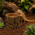 Декорація Hobby Forest Stump 14×12,5×10 см - декоративний пень, поїлка для тераріуму (40848)