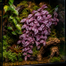 Штучна рослина Hobby Climber Purpurea 70 см (37726) для тераріуму, акватераріуму та палюдаріуму