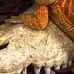 Крокодилячий череп Repti-Zoo Crocodile Skull M ERS34M 18×10×5,5 см - декоративне укриття для тераріуму та акваріуму