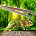 Бамбуковий вигнутий пінцет Repti-Zoo 28 см (FR09) для годування і догляду в тераріумі