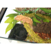 Ліана гнучка з натуральним мохом для тераріуму Repti-Zoo Artificial Moss Vine 1,5см x 2м (RV0215)